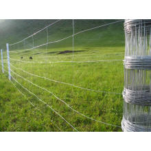Venta de alta resistencia Galvanized Field Fence para Cabra